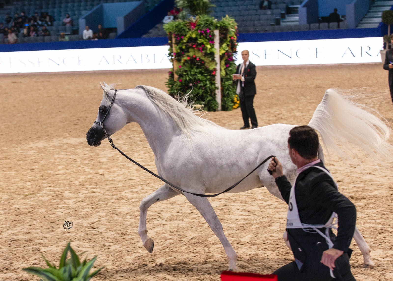 2019 SALON DU CHEVAL - EL JADIDA