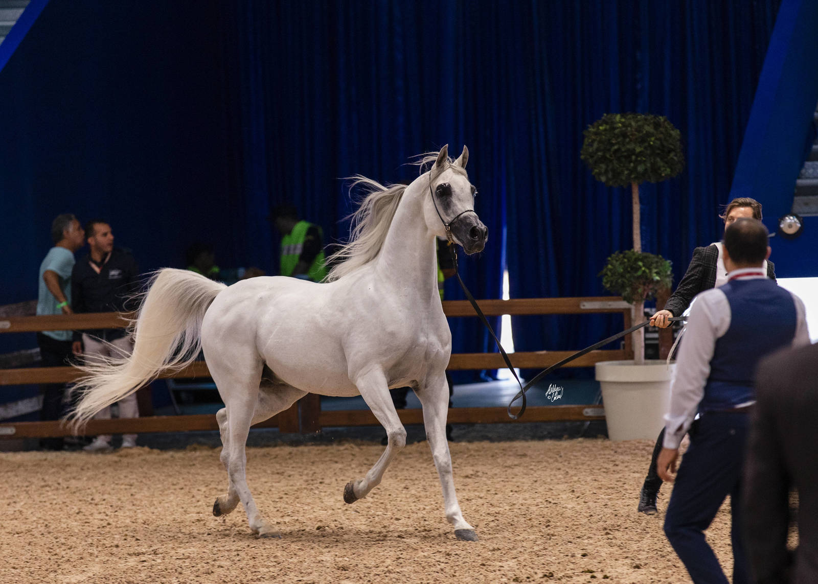 2019 SALON DU CHEVAL - EL JADIDA