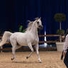 2019 SALON DU CHEVAL - EL JADIDA