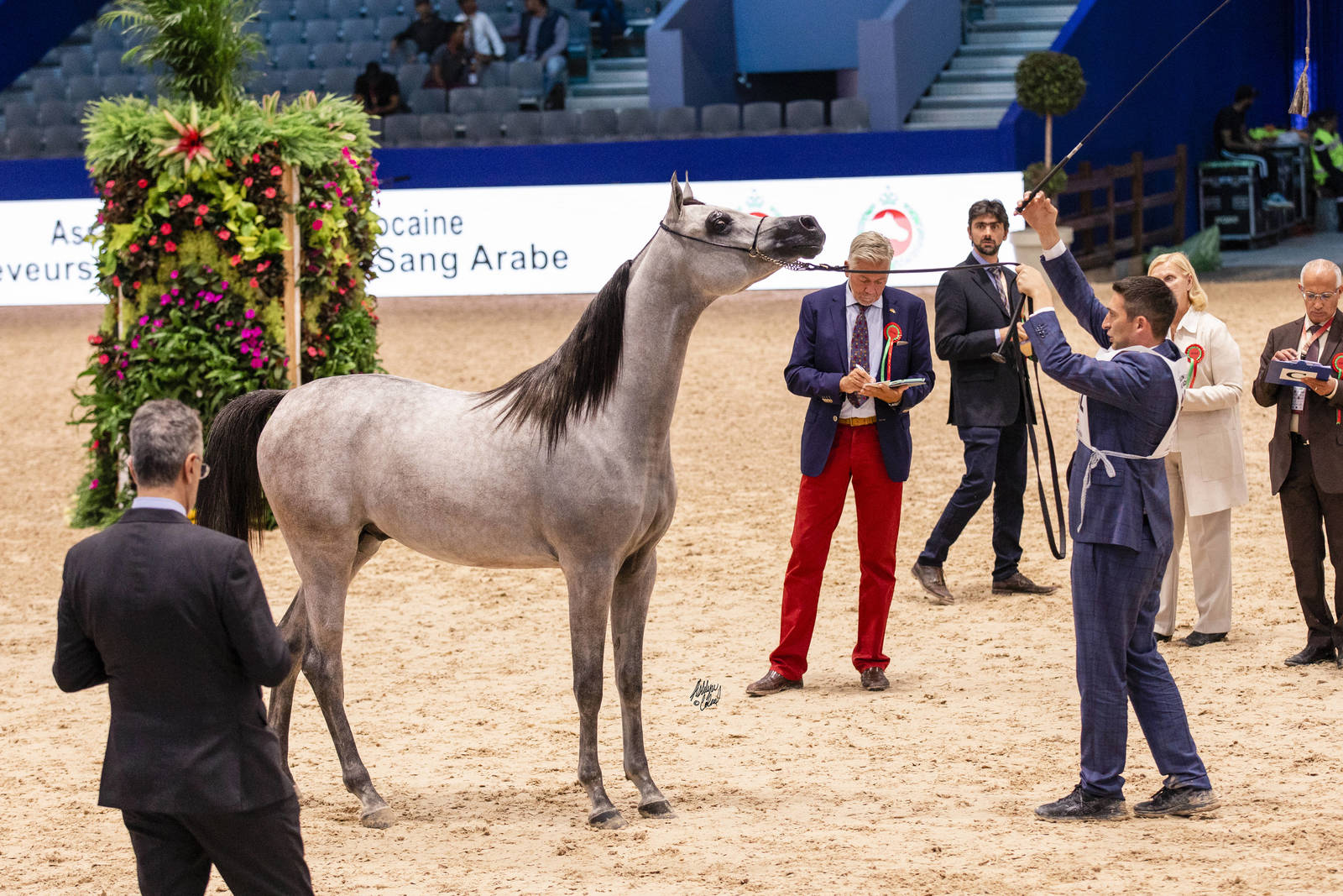 2019 SALON DU CHEVAL - EL JADIDA