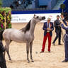 2019 SALON DU CHEVAL - EL JADIDA