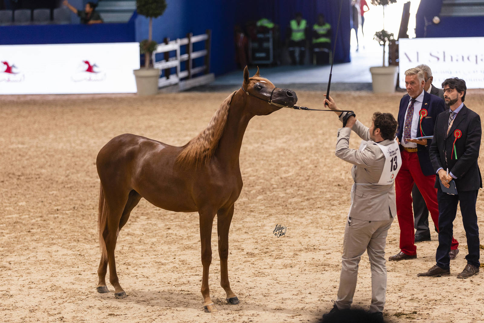 2019 SALON DU CHEVAL - EL JADIDA
