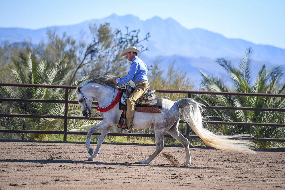 Arabhorse Farm Tours 2008-2019