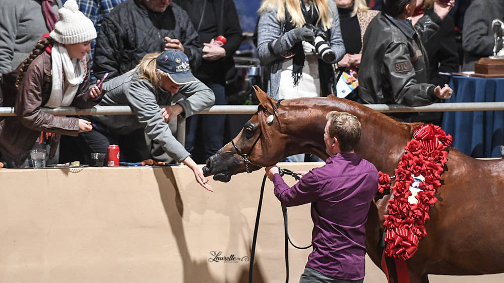 Arabhorse Farm Tours 2008-2019