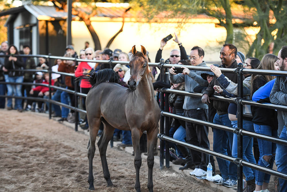 Arabhorse Farm Tours 2008-2019