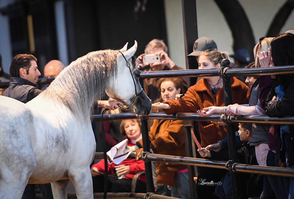 Arabhorse Farm Tours 2008-2019