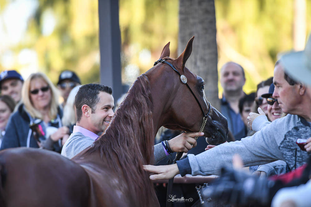 Arabhorse Farm Tours 2008-2019