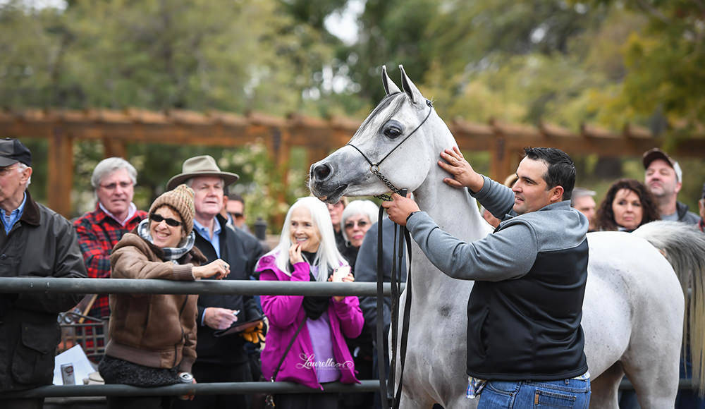 Arabhorse Farm Tours 2008-2019