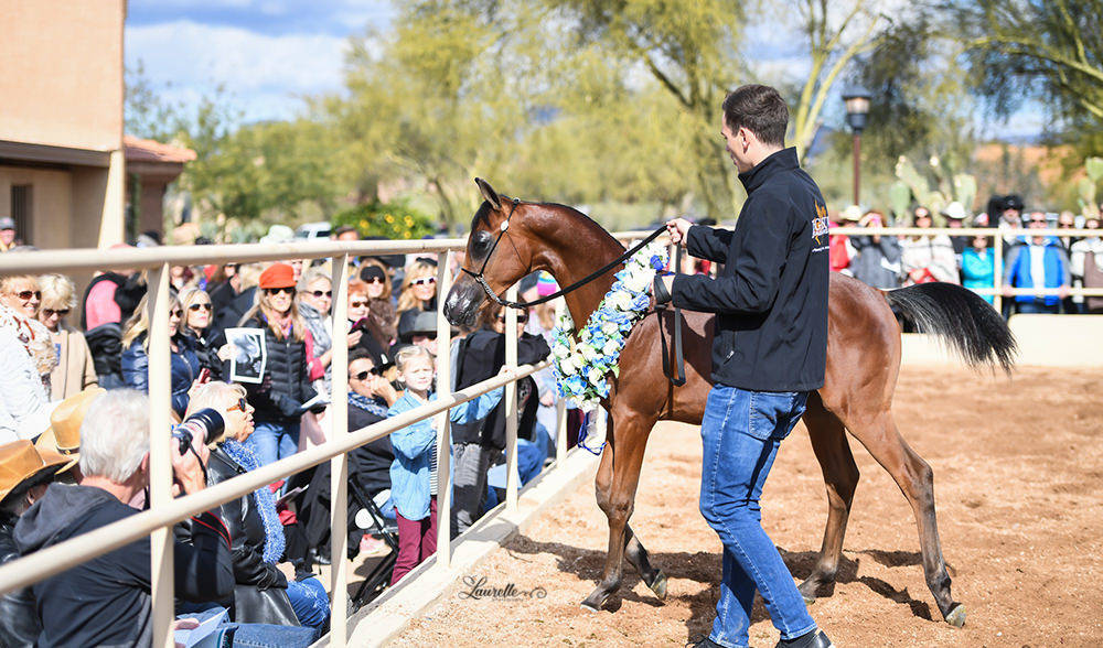 Arabhorse Farm Tours 2008-2019