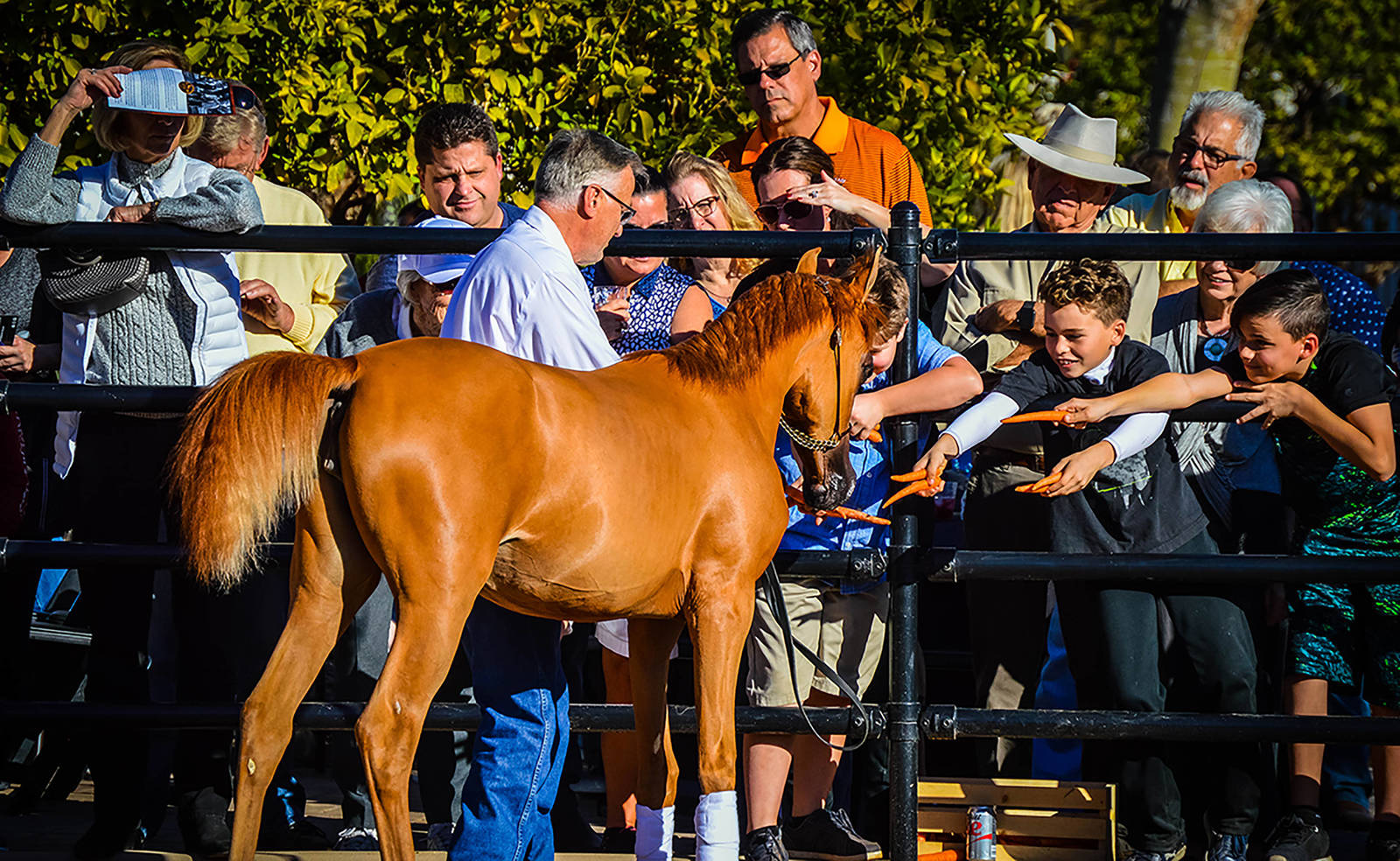 Arabhorse Farm Tours 2008-2019