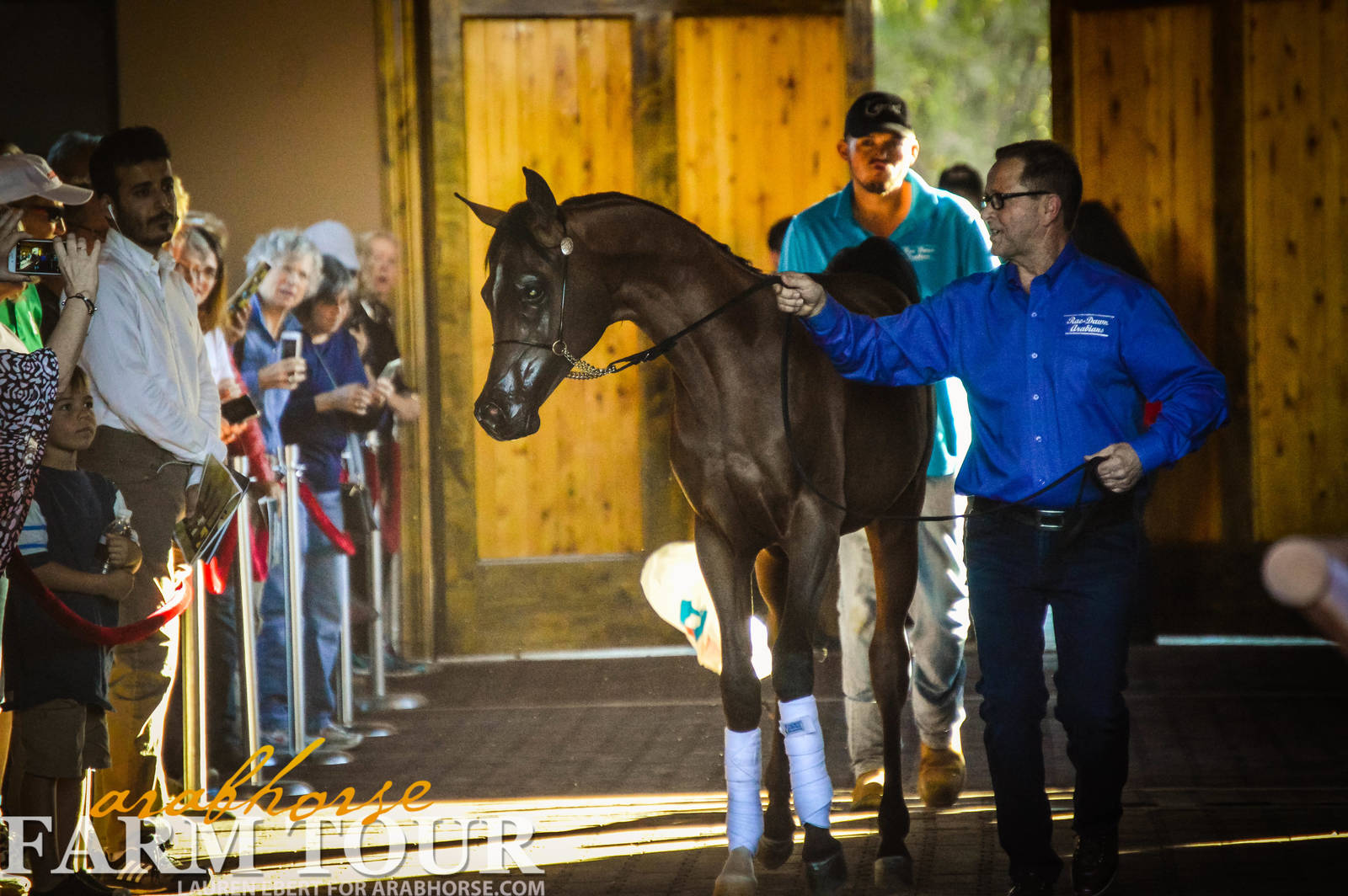 Arabhorse Farm Tours 2008-2019