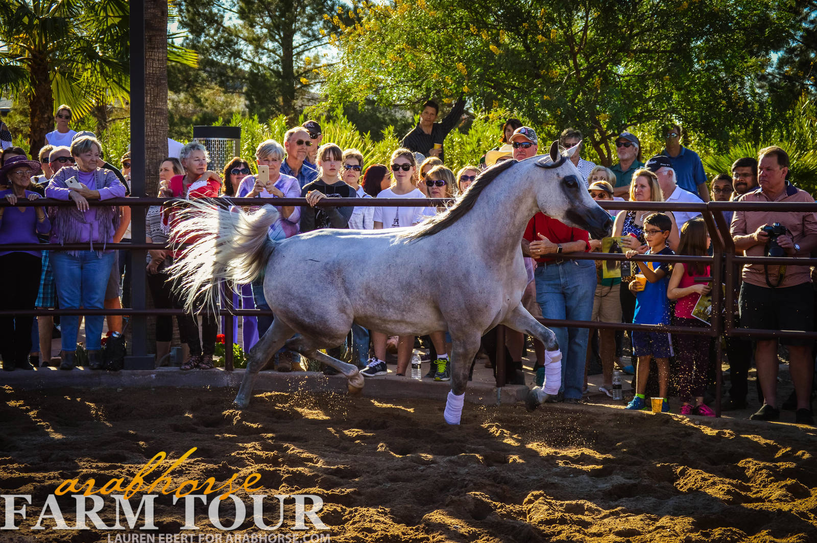 Arabhorse Farm Tours 2008-2019