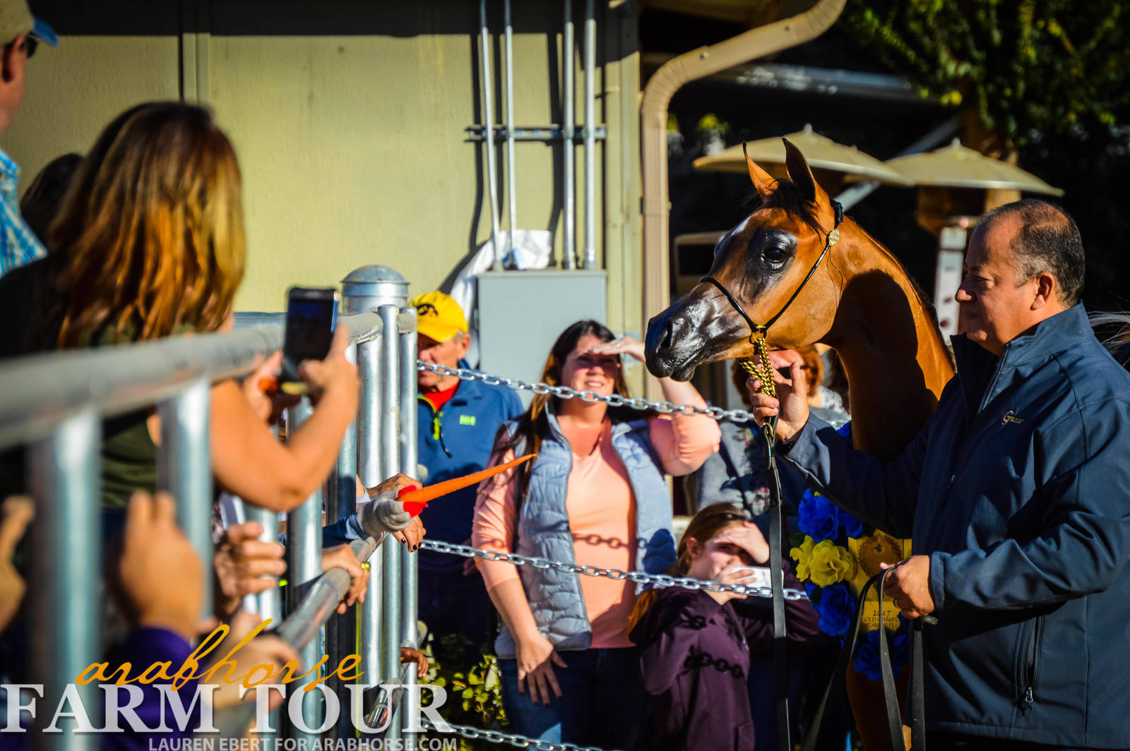 Arabhorse Farm Tours 2008-2019