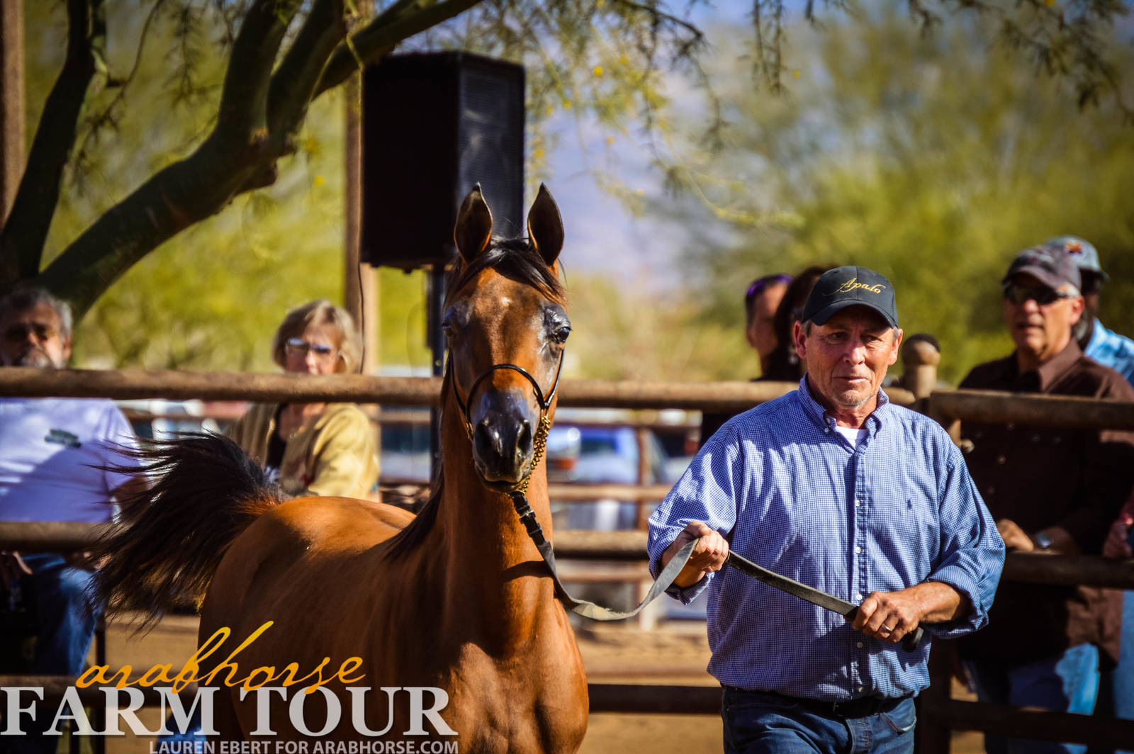 Arabhorse Farm Tours 2008-2019