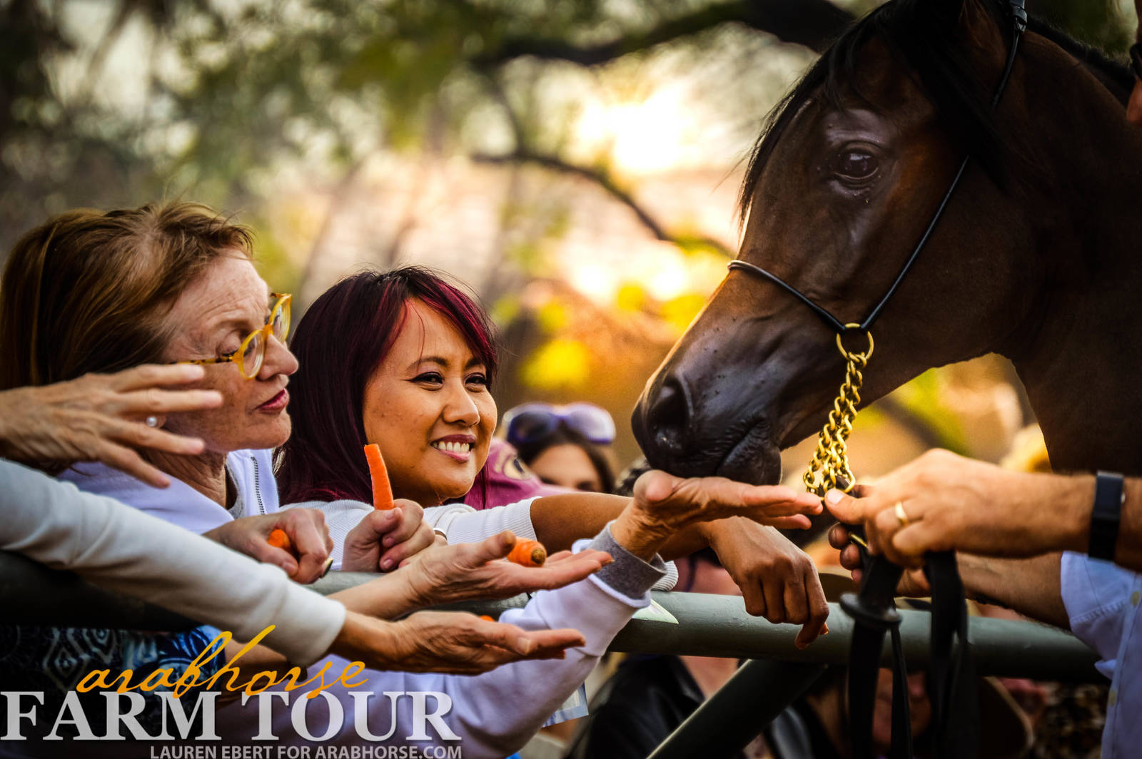 Arabhorse Farm Tours 2008-2019