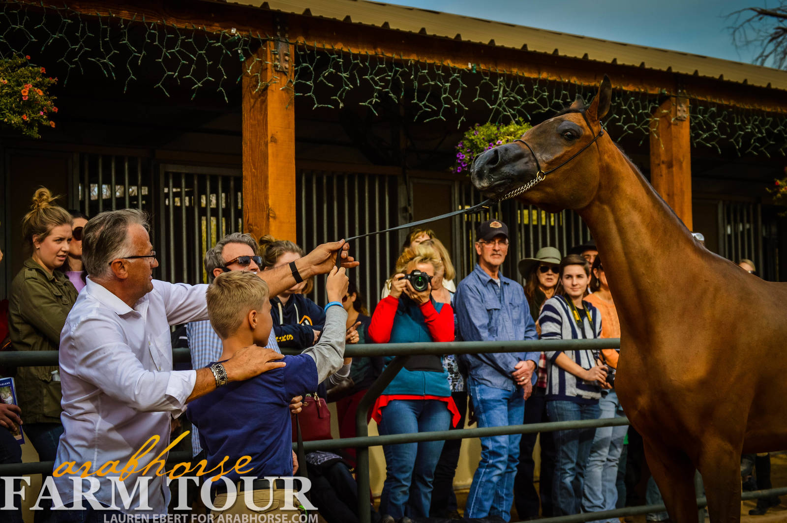 Arabhorse Farm Tours 2008-2019