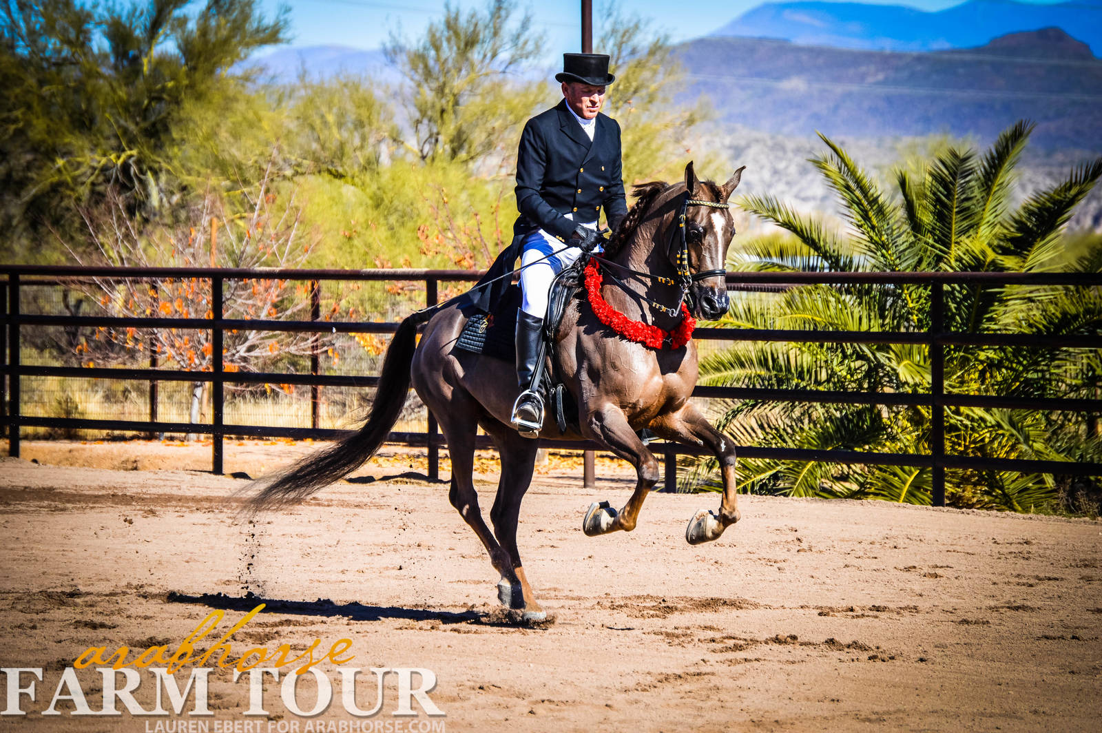 Arabhorse Farm Tours 2008-2019