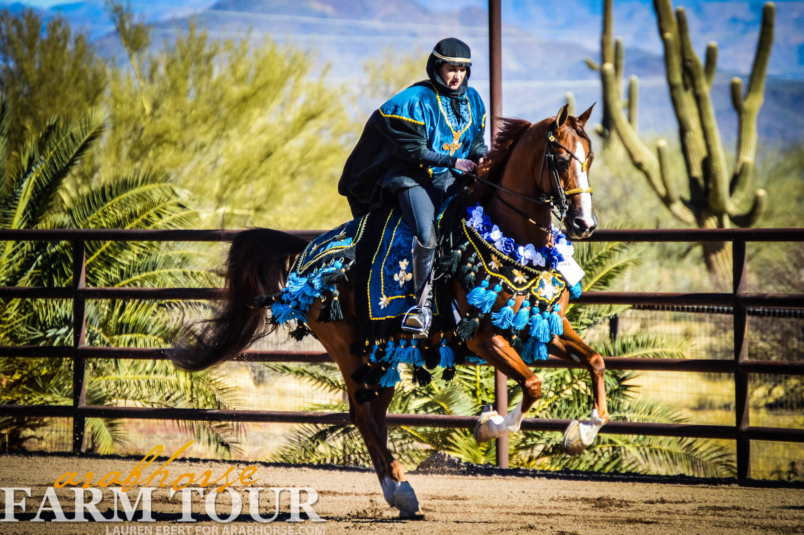 Arabhorse Farm Tours 2008-2019
