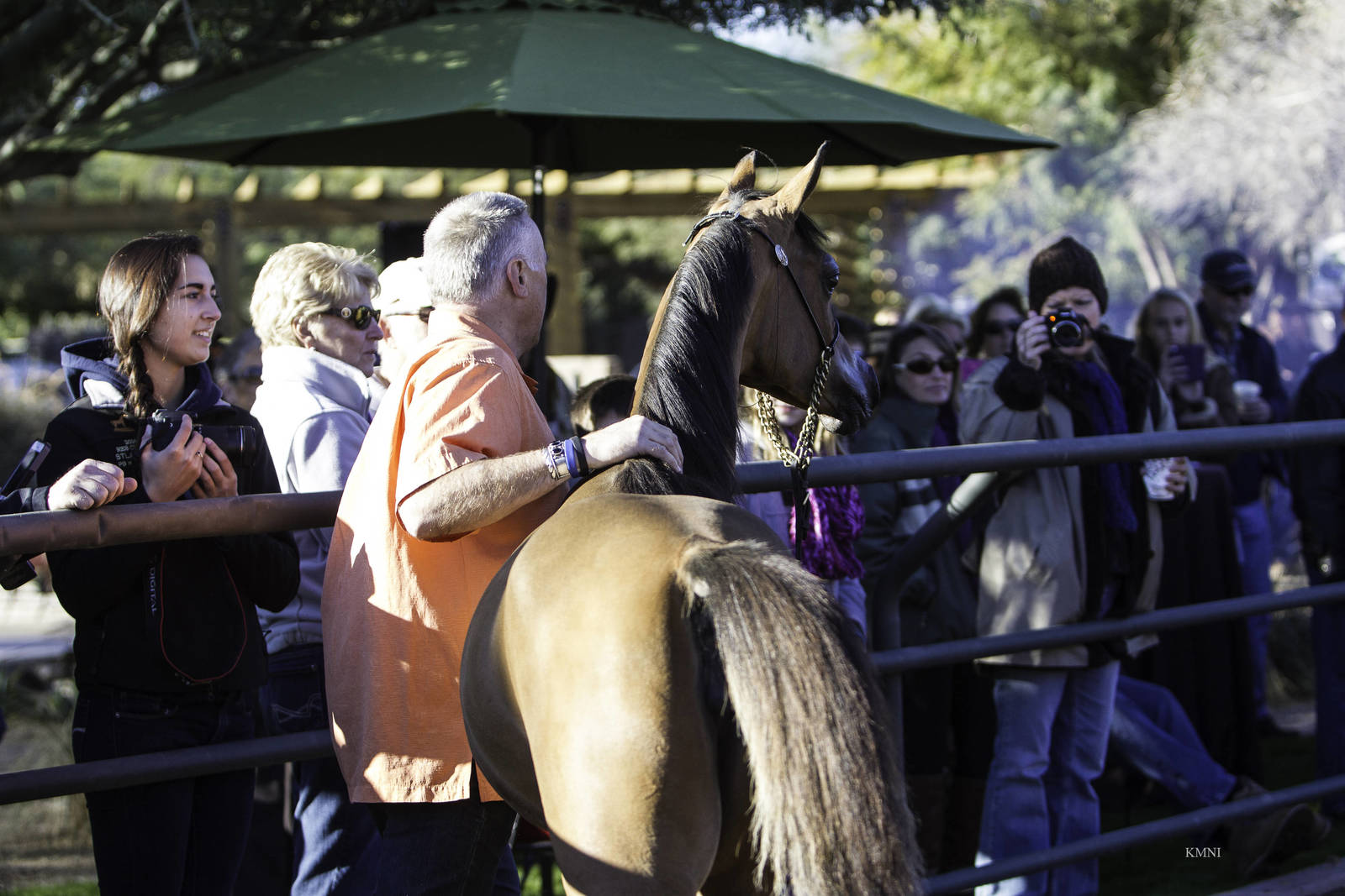 Arabhorse Farm Tours 2008-2019