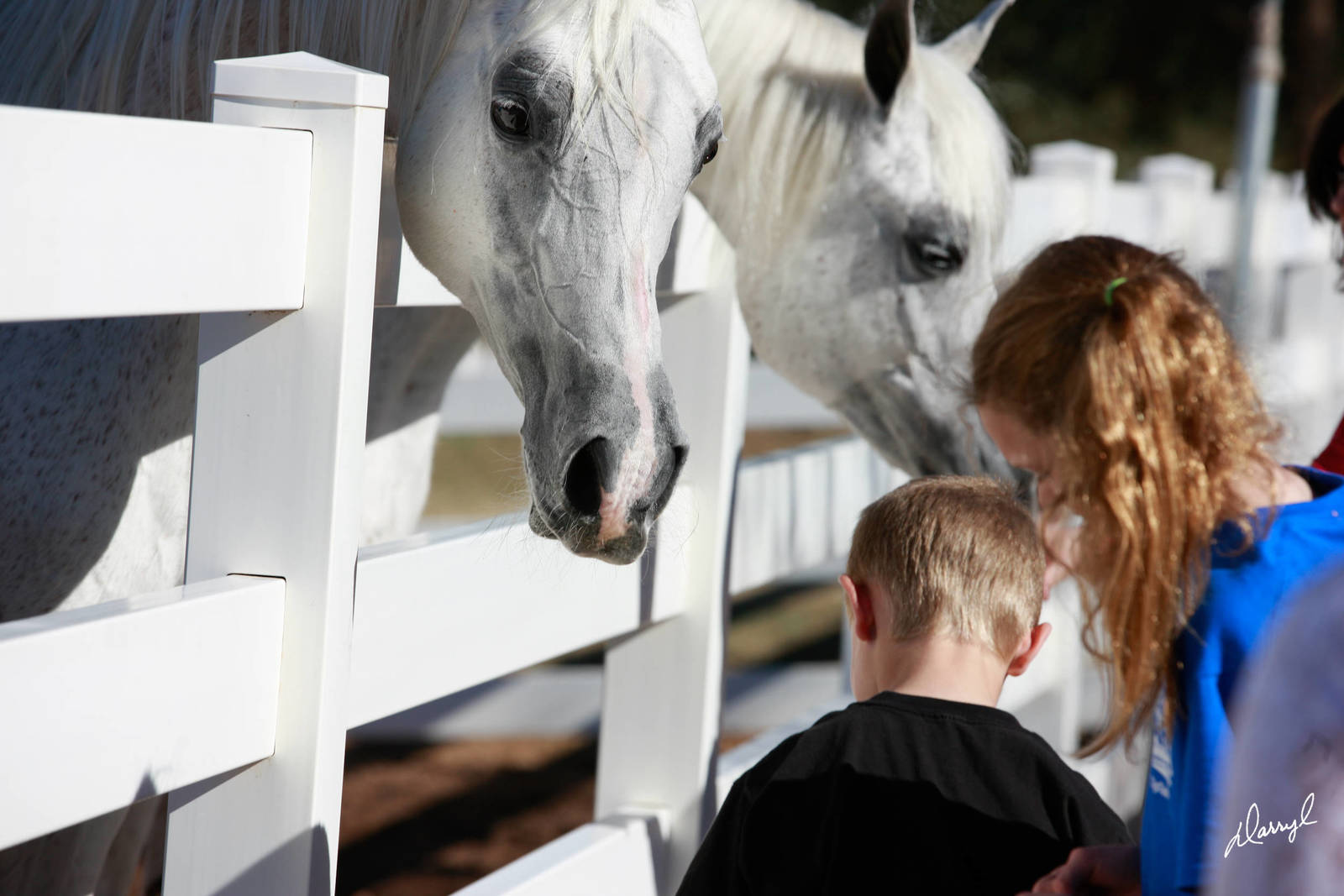 Arabhorse Farm Tours 2008-2019