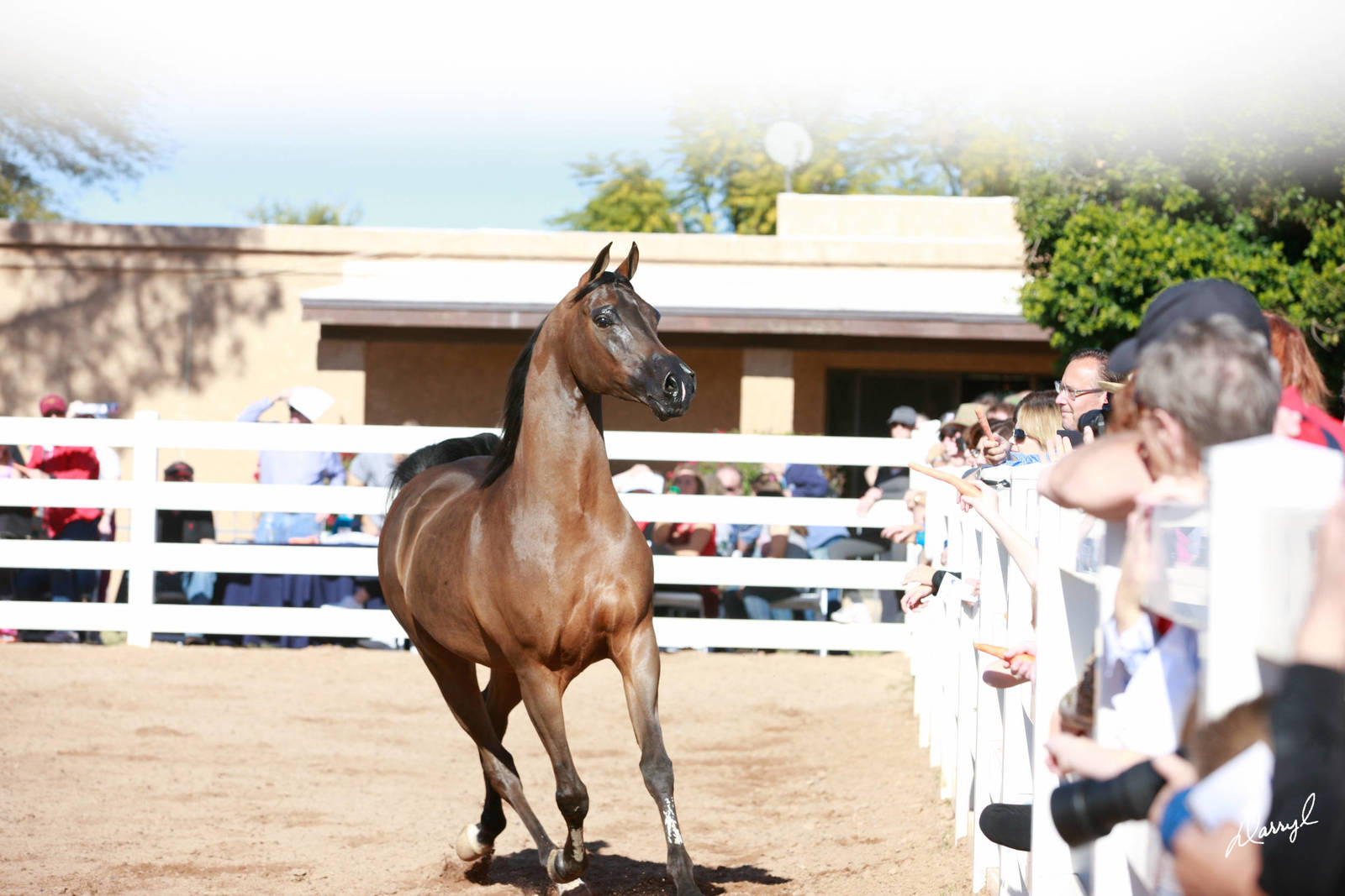 Arabhorse Farm Tours 2008-2019