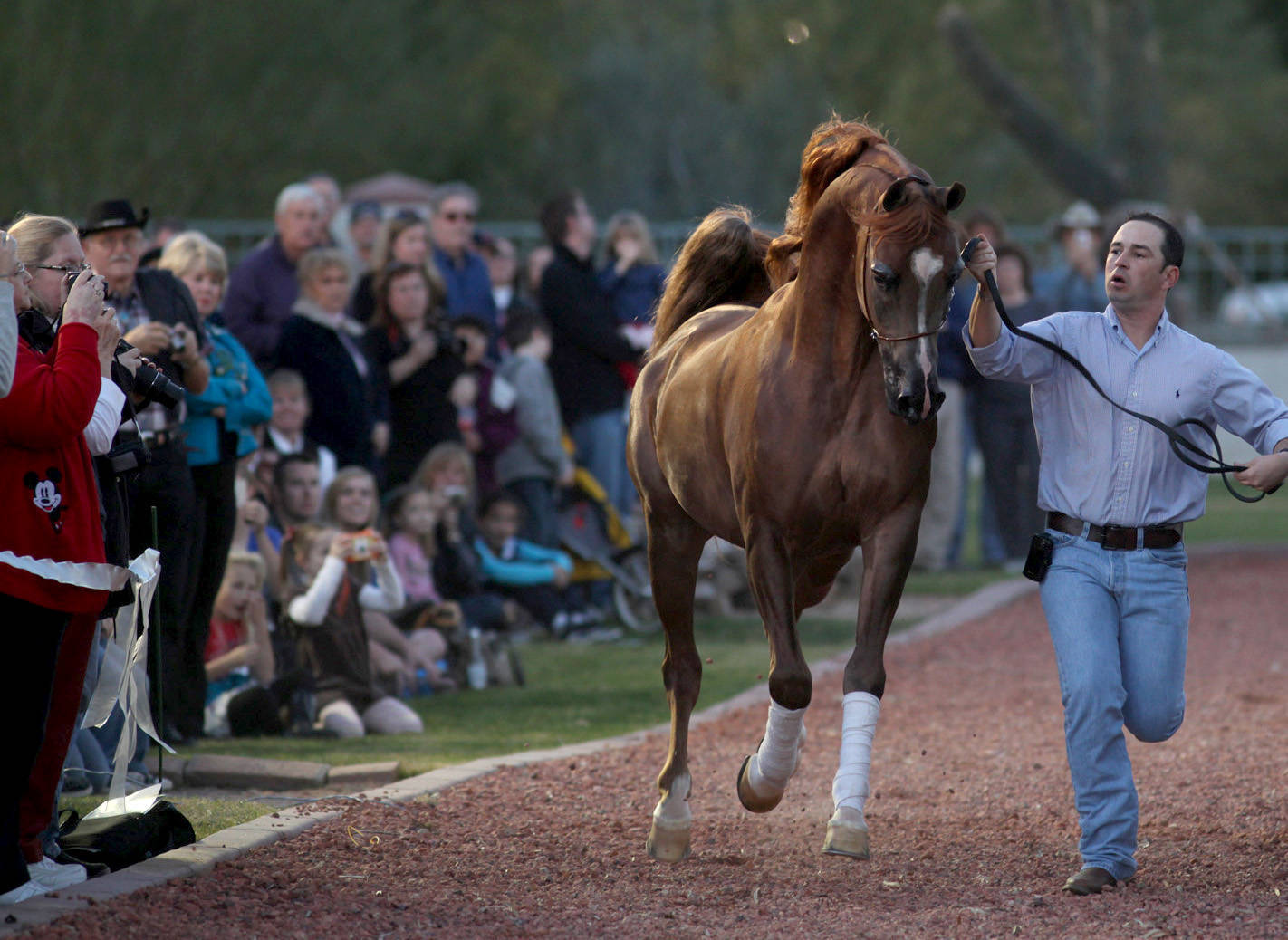 Arabhorse Farm Tours 2008-2019