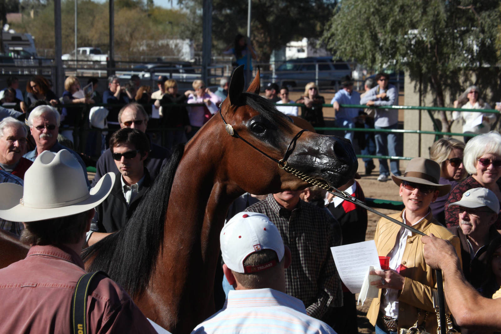 Arabhorse Farm Tours 2008-2019