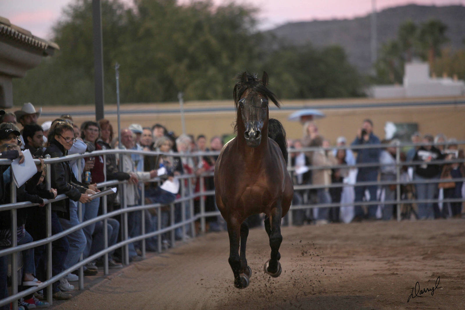 Arabhorse Farm Tours 2008-2019