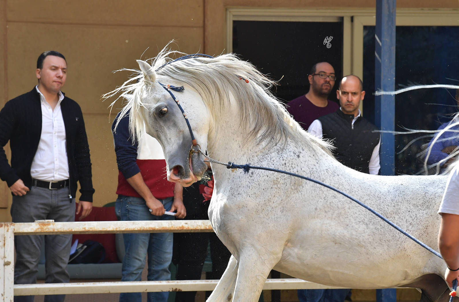 Lisa Abraham: A Gathering of Friends at Albadeia Stud ~ Egypt