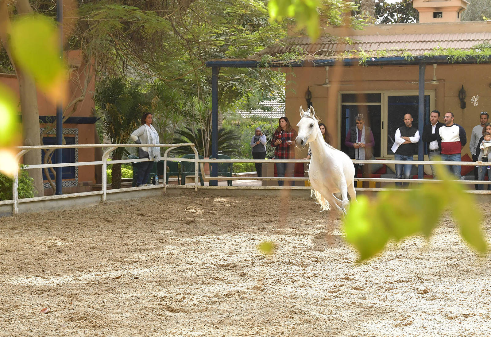 Lisa Abraham: A Gathering of Friends at Albadeia Stud ~ Egypt