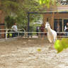 Lisa Abraham: A Gathering of Friends at Albadeia Stud ~ Egypt