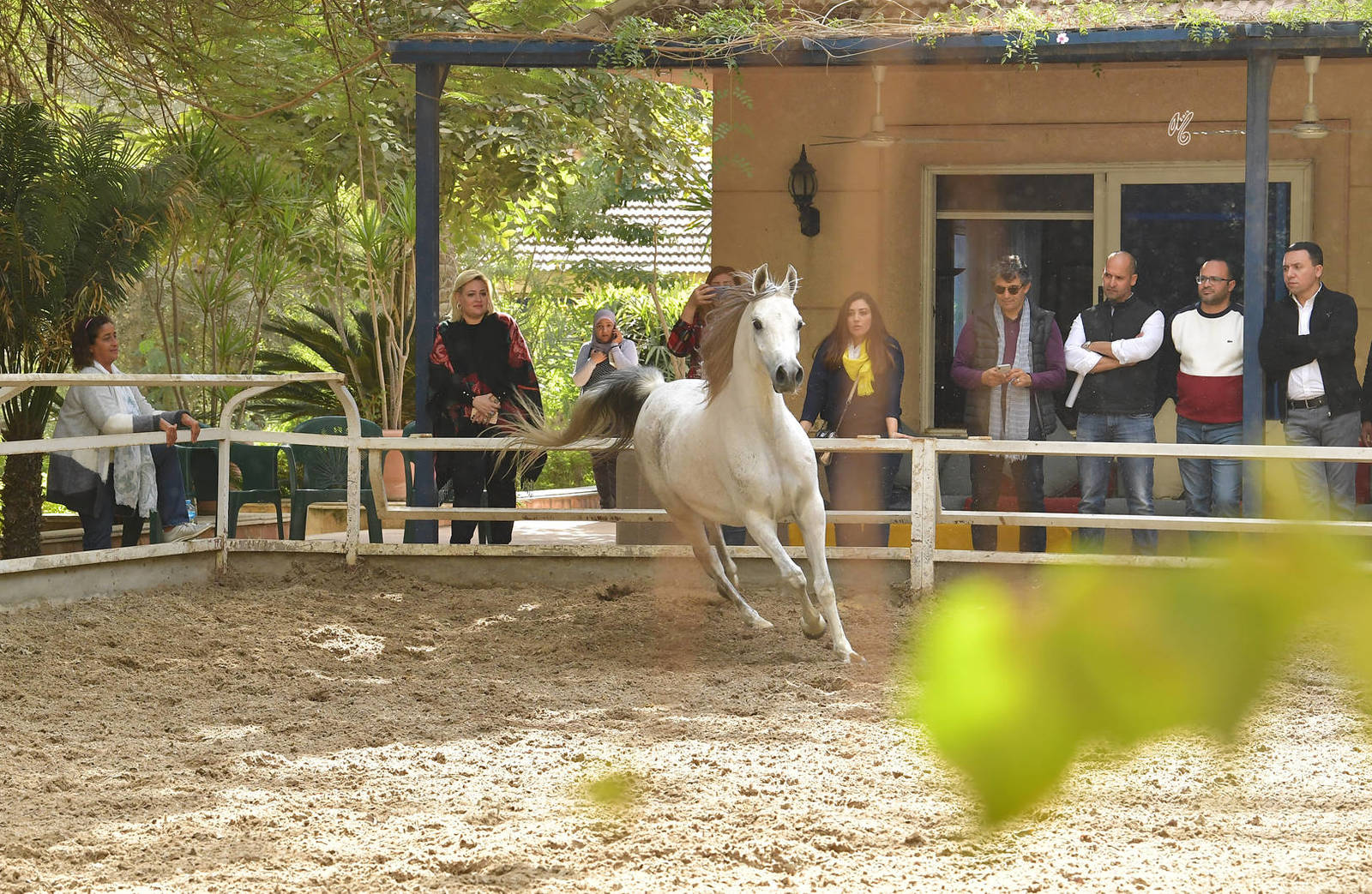 Lisa Abraham: A Gathering of Friends at Albadeia Stud ~ Egypt