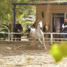 Lisa Abraham: A Gathering of Friends at Albadeia Stud ~ Egypt