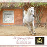 Lisa Abraham: A Gathering of Friends at Albadeia Stud ~ Egypt