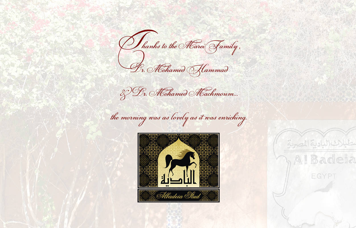 Lisa Abraham: A Gathering of Friends at Albadeia Stud ~ Egypt