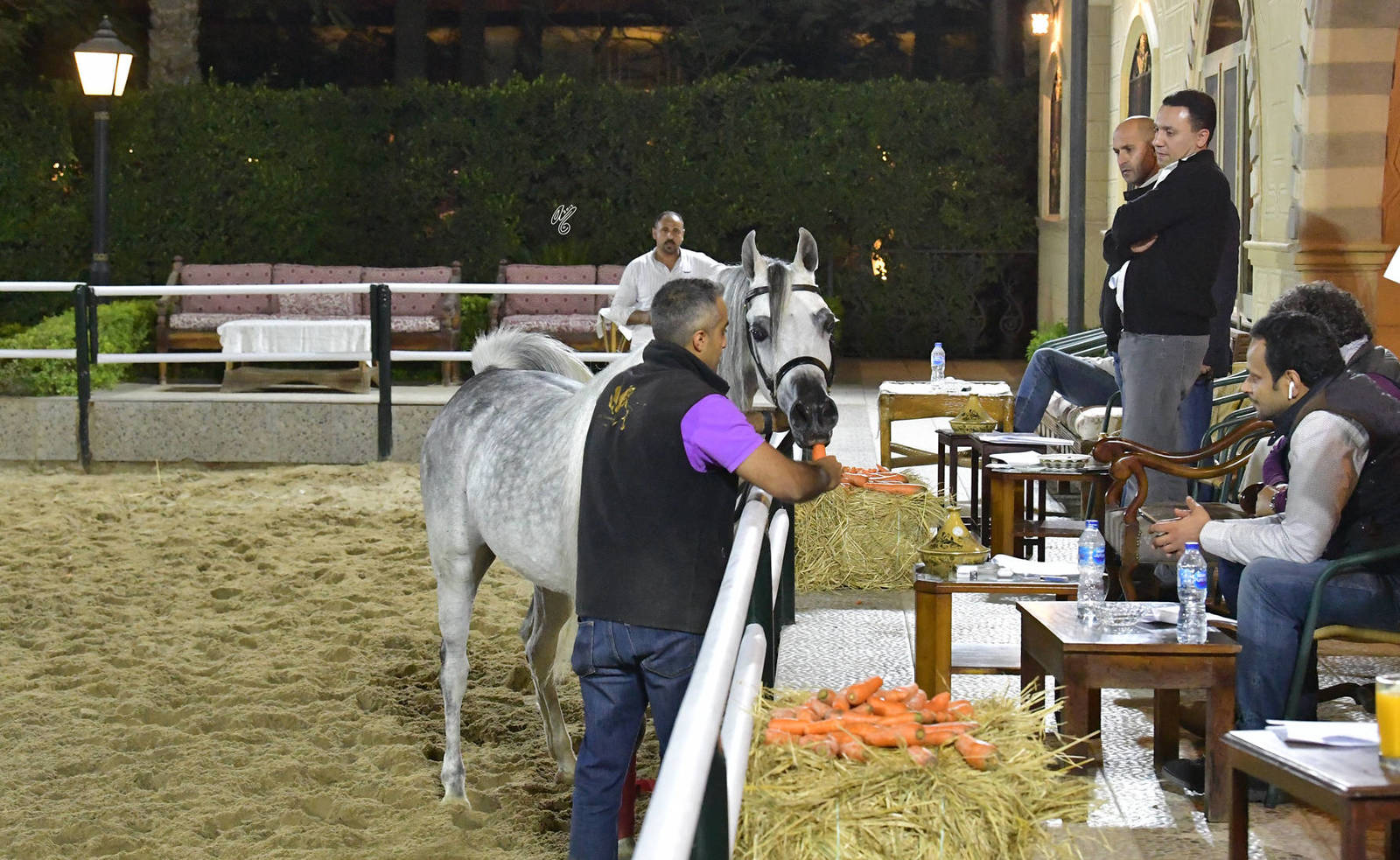 Lisa Abraham: A Gathering of Friends at Al Bawady Stud ~ Egypt