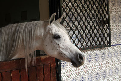 Royal Jaafar Stud - Aamman - The exquisite mare Noora(AK El Sennari x SN Wasama)