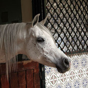 Royal Jaafar Stud - Aamman - The exquisite mare Noora(AK El Sennari x SN Wasama)