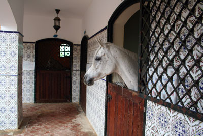 Royal Jaafar Stud - Aamman