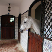 Royal Jaafar Stud - Aamman