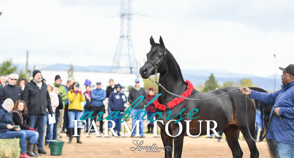 Culbreth Equine Training - 2019 Farm Tour