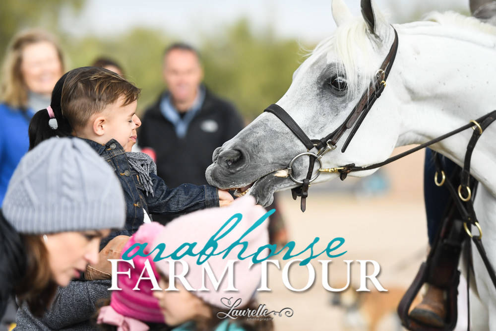 McDonald Arabians - 2019 FARM TOUR