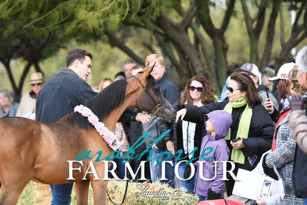 McDonald Arabians - 2019 FARM TOUR