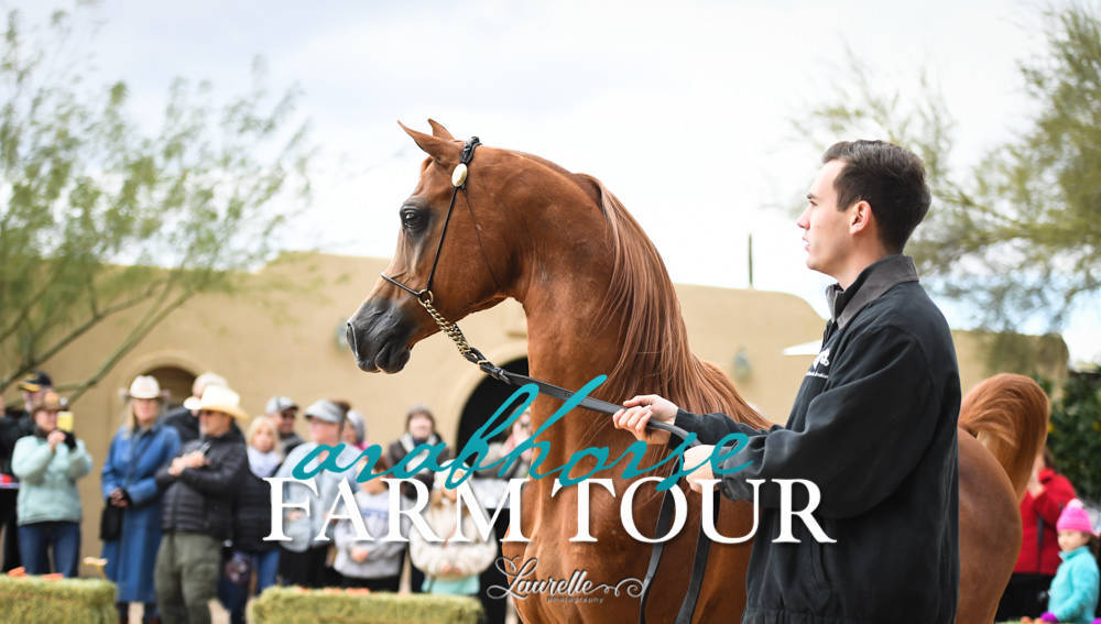 McDonald Arabians - 2019 FARM TOUR