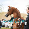 McDonald Arabians - 2019 FARM TOUR