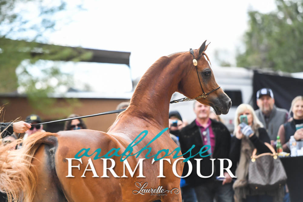 McDonald Arabians - 2019 FARM TOUR