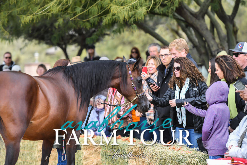 McDonald Arabians - 2019 FARM TOUR