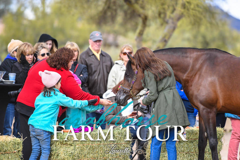 McDonald Arabians - 2019 FARM TOUR