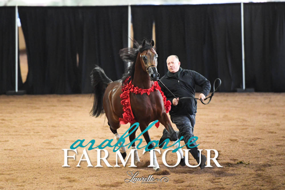 Royal Arabians - 2019 FARM TOUR