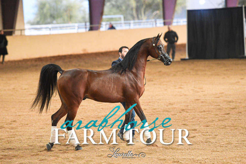 Royal Arabians - 2019 FARM TOUR